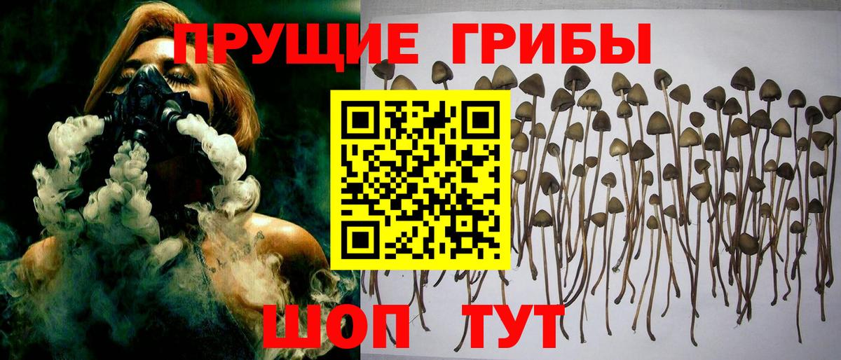 Новороссийск  как найти закладки  Вход с VPN  Псилоцибиновые грибы мицелий 
